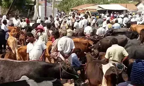 சேந்தமங்கலம் மாட்டு சந்தையில் சாதனை..! ரூ. 2.5 கோடிக்கு மாபெரும் வர்த்தகம்..! சேந்தமங்கலம் மாட்டு சந்தையில் சாதனை..! ரூ. 2.5 கோடிக்கு மாபெரும் வர்த்தகம்..!