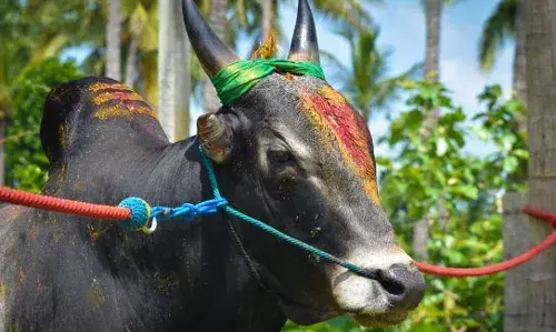 பொங்கல் பண்டிகையால் 150 மாடுகளுக்கு வரத்து விவசாயிகள் மகிழ்ச்சி..! பொங்கல் பண்டிகையால் 150 மாடுகளுக்கு வரத்து விவசாயிகள் மகிழ்ச்சி..!