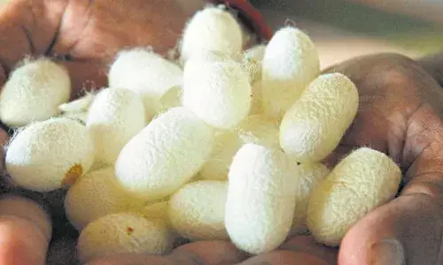 283 கிலோ பட்டுக்கூடு ரூ.1.75 லட்சம் – ஏலத்தில் புதிய உயர்வு..! 283 கிலோ பட்டுக்கூடு ரூ.1.75 லட்சம் – ஏலத்தில் புதிய உயர்வு..!