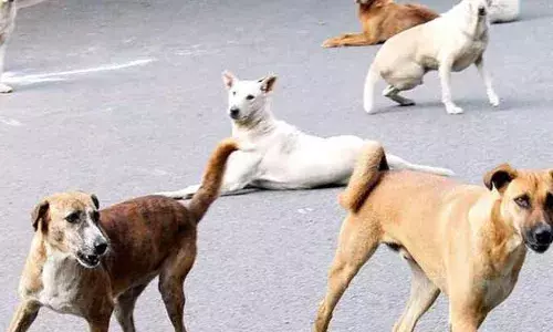 தெருநாய்களை பிடிக்கும் பணி தீவிரம்..!