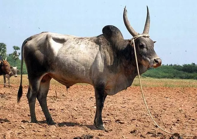 பூசாரிகளுக்கு இலவசமாக மாடு வழங்கிய அமைச்சர்..! பூசாரிகளுக்கு இலவசமாக மாடு வழங்கிய அமைச்சர்..!