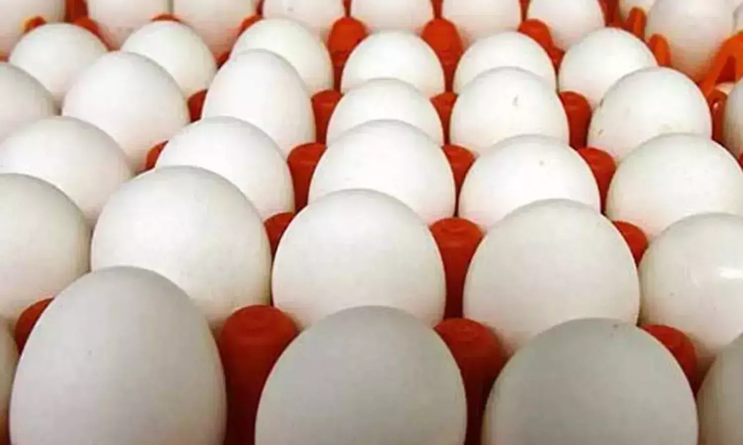 முட்டை விலை 30 காசு சரிவு..! முட்டை விலை 30 காசு சரிவு..!