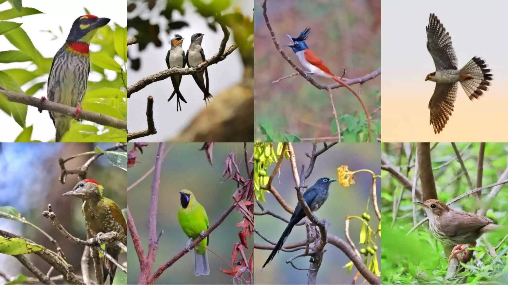 ஈரோடு மாவட்ட வனப்பகுதியில் நிலவாழ் பறவைகள் கணக்கெடுப்பு பணி: தென்பட்ட அரிய வகை பறவைகள் ஈரோடு மாவட்ட வனப்பகுதியில் நிலவாழ் பறவைகள் கணக்கெடுப்பு பணி: தென்பட்ட அரிய வகை பறவைகள்