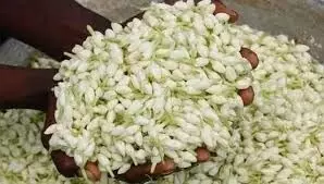 முல்லை பூ, ஒரு கிலோ ரூ.1,060 ஆக உச்சகட்ட விற்பனை முல்லை பூ, ஒரு கிலோ ரூ.1,060 ஆக உச்சகட்ட விற்பனை