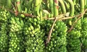 அந்தியூரில் வாழைத்தார் விலை உயர்வு அந்தியூரில் வாழைத்தார் விலை உயர்வு