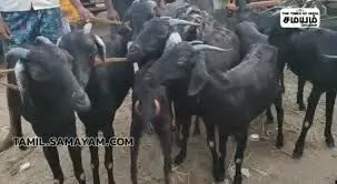 ரம்ஜானை முன்னிட்டு, சந்தையில் ஆடு விற்பனை குறைவு ரம்ஜானை முன்னிட்டு, சந்தையில் ஆடு விற்பனை குறைவு