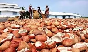 தேங்காய் பருப்பு ஏலத்தில் சிறப்பு வர்த்தகம் தேங்காய் பருப்பு ஏலத்தில் சிறப்பு வர்த்தகம்