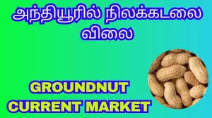 அந்தியூரில் நிலக்கடலை ஏலம் அந்தியூரில் நிலக்கடலை ஏலம்