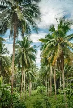 வெள்ளை சுருள் ஈ தாக்குதலால் தென்னை மகசூல் குறைவு வெள்ளை சுருள் ஈ தாக்குதலால் தென்னை மகசூல் குறைவு