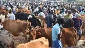 ஈரோடு சந்தையில் மாடுகள் மாபெரும் விற்பனை ஈரோடு சந்தையில் மாடுகள் மாபெரும் விற்பனை