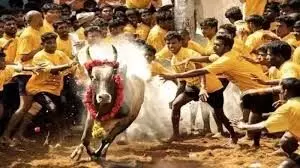 வாழப்பாடியில் இன்று ஜல்லிக்கட்டு விழா வாழப்பாடியில் இன்று ஜல்லிக்கட்டு விழா