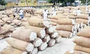 பருத்தி ஏலத்தில் உயர்வு