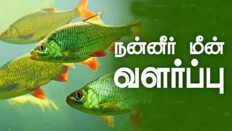 நன்னீர் மீன் வளர்ப்பு குறித்து நாமக்கல்லில் 25ம் தேதி இலவச பயிற்சி நன்னீர் மீன் வளர்ப்பு குறித்து நாமக்கல்லில் 25ம் தேதி இலவச பயிற்சி