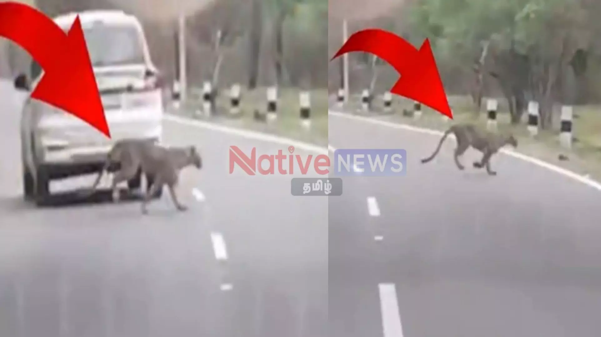 சத்தியமங்கலம்: பண்ணாரி அருகே சாலையை கடந்து சென்ற சிறுத்தை! சத்தியமங்கலம்: பண்ணாரி அருகே சாலையை கடந்து சென்ற சிறுத்தை!