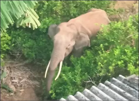 அந்தியூர் அருகே தோட்டத்துக்குள் முகாமிட்டு காட்டு யானை அட்டகாசம்! அந்தியூர் அருகே தோட்டத்துக்குள் முகாமிட்டு காட்டு யானை அட்டகாசம்!