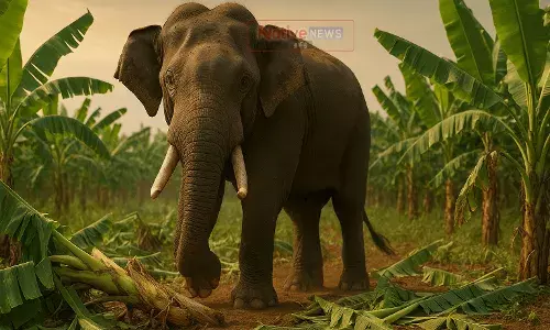 வெள்ளித்திருப்பூரில் ஒற்றை யானையின் ஆதிக்கம்