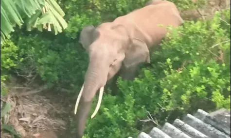 அந்தியூர் அருகே தோட்டத்துக்குள் முகாமிட்டு காட்டு யானை அட்டகாசம்! அந்தியூர் அருகே தோட்டத்துக்குள் முகாமிட்டு காட்டு யானை அட்டகாசம்!