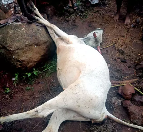 நாமக்கல் மாவட்டத்தில் இடியுடன் கனமழை கூல் கிளைமேட்டால் மக்கள் மகிழ்ச்சி : இடி தாக்கியதால் பசுமாடு உயரிழப்பு நாமக்கல் மாவட்டத்தில் இடியுடன் கனமழை கூல் கிளைமேட்டால் மக்கள் மகிழ்ச்சி : இடி தாக்கியதால் பசுமாடு உயரிழப்பு