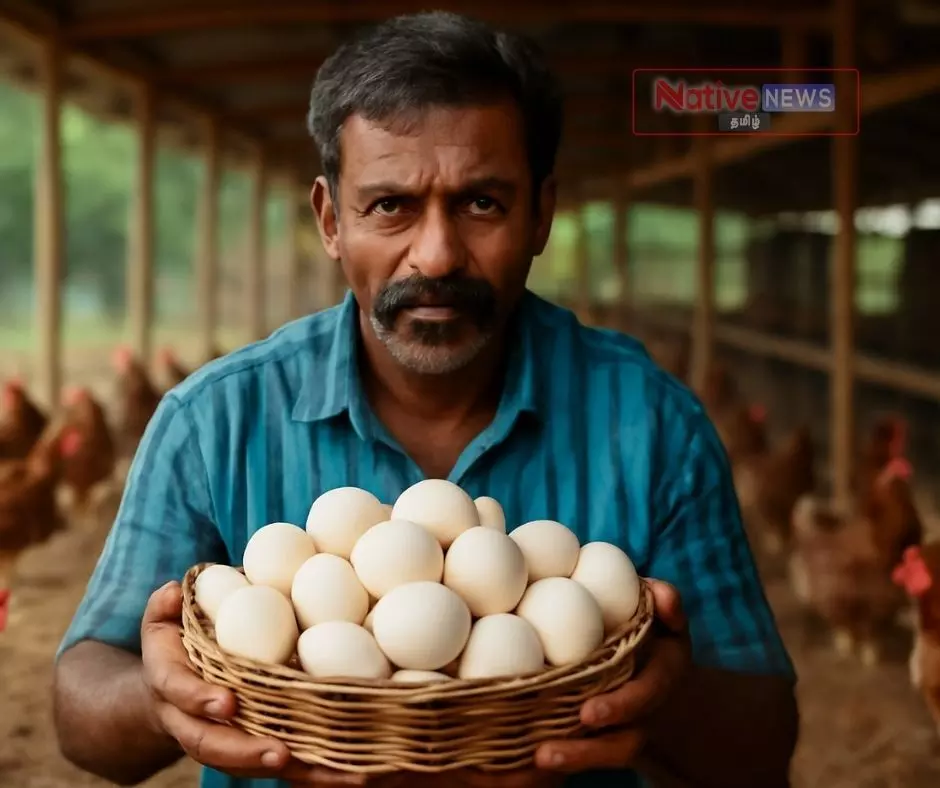 நாமக்கல் முட்டை கொள்முதல் விலை உயர்வு நாமக்கல் முட்டை கொள்முதல் விலை உயர்வு