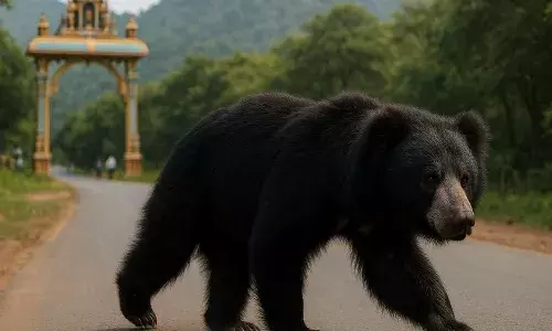 வனத்தில் இருந்து சாலைக்கு வந்த கரடி-பயணிகள் பதறி ஓட்டம்!பயமுறுத்தும் காட்சி வைரல்!வாகன ஓட்டிகள் ஜாக்கிரதை!