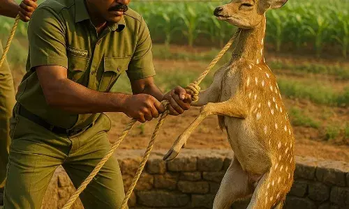 தண்ணீருக்காக வந்த புள்ளிமான் கிணற்றில் மரணம்