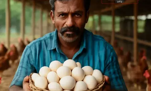 நாமக்கல் முட்டை கொள்முதல் விலை உயர்வு