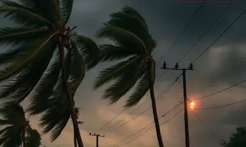 சூறாவளி காற்றில் பாக்கு மரங்கள் சேதம் சூறாவளி காற்றில் பாக்கு மரங்கள் சேதம்