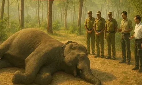 ஈரோடு வனத்தில் ஈரல் நோயால் யானை உயிரிழப்பு ஈரோடு வனத்தில் ஈரல் நோயால் யானை உயிரிழப்பு